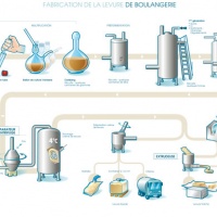 Yeast production