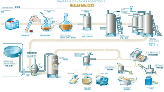 Yeast production